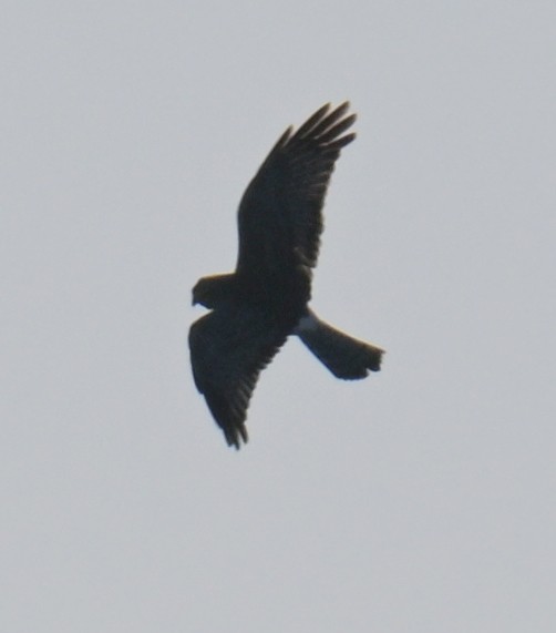 Northern Harrier - ML642412528