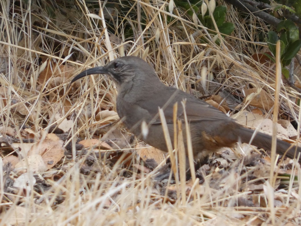 California Thrasher - ML642412529