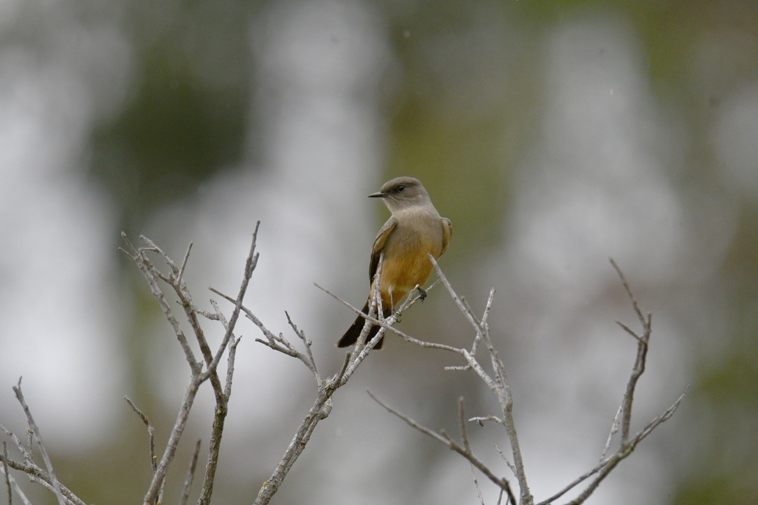 Say's Phoebe - ML642412531
