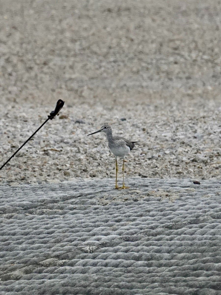 Greater Yellowlegs - ML642412534