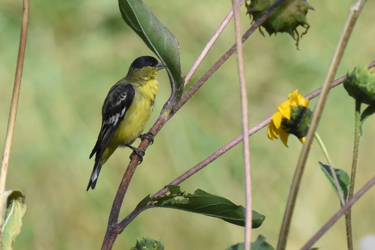 Lesser Goldfinch - ML642412538