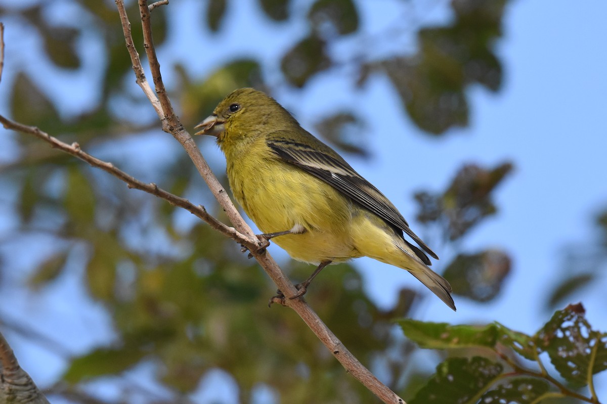 Lesser Goldfinch - ML642412540