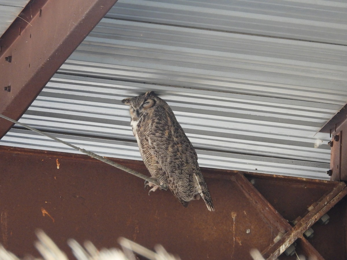 Great Horned Owl - ML642412541