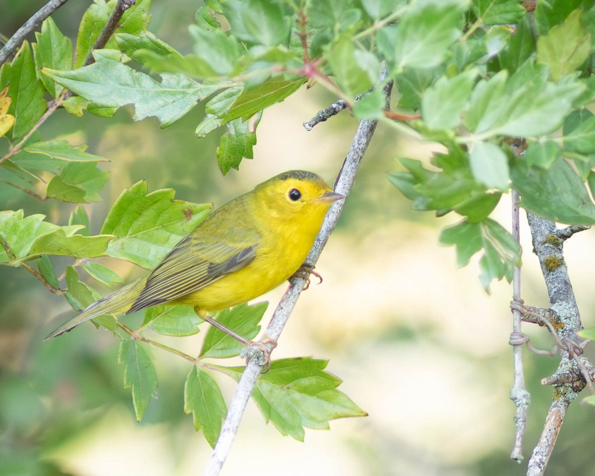 Wilson's Warbler - ML642412542