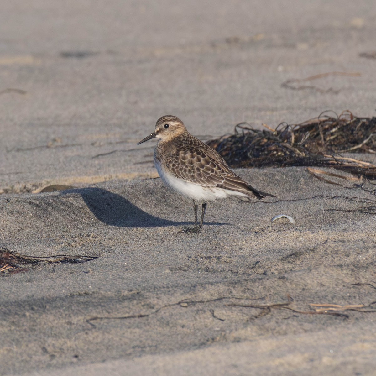Baird's Sandpiper - ML642412544
