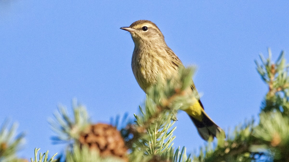 Palm Warbler (Western) - ML642412563