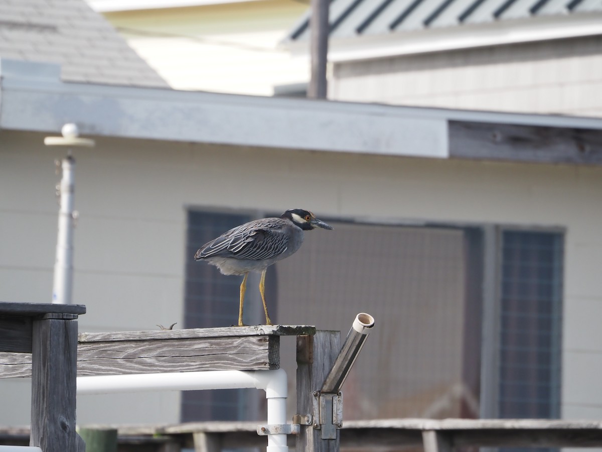 Yellow-crowned Night Heron - ML642412571