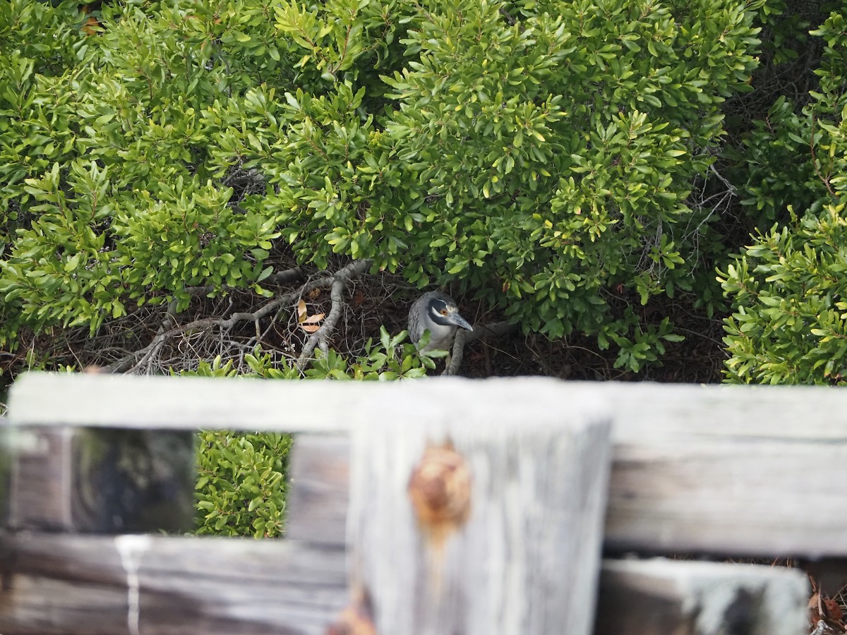 Yellow-crowned Night Heron - ML642412576