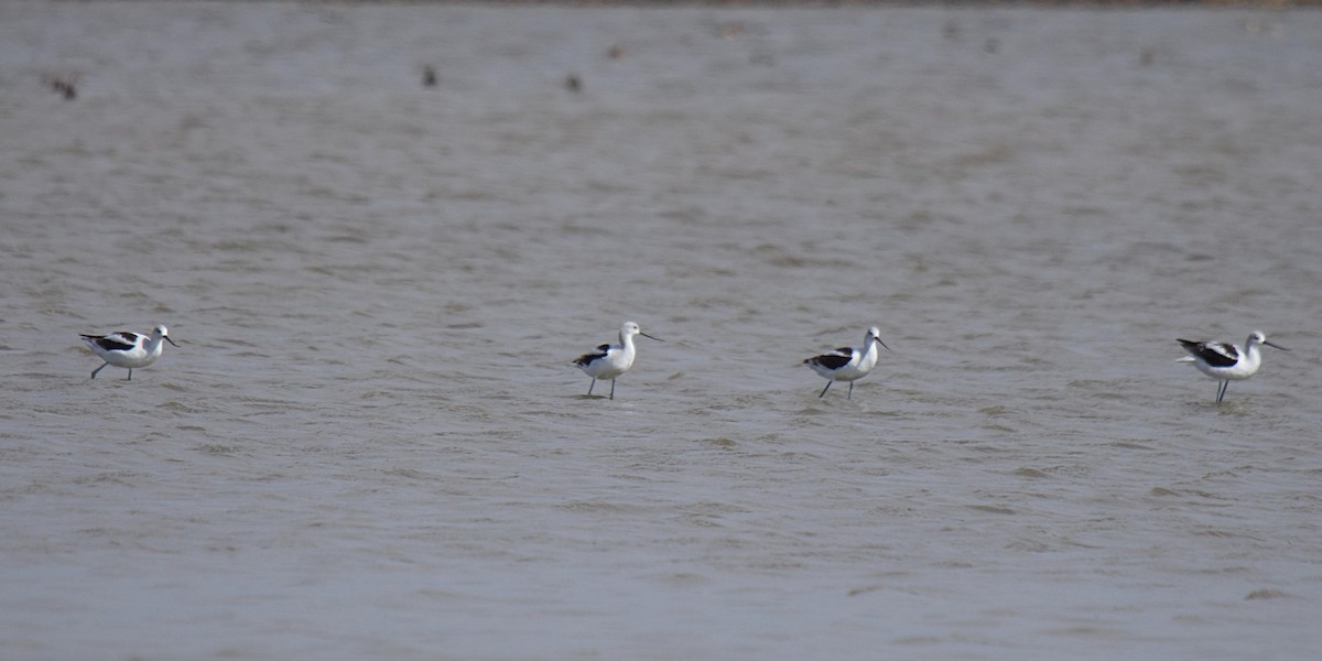 American Avocet - ML642412584
