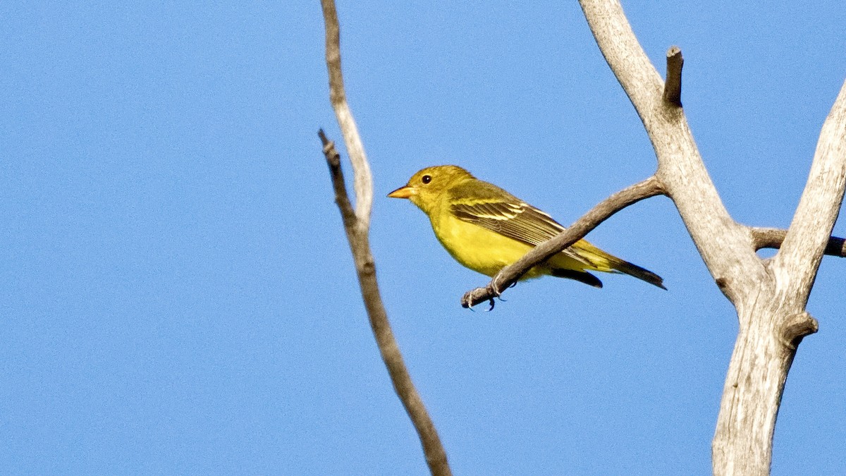 Piranga Carirroja - ML642412585