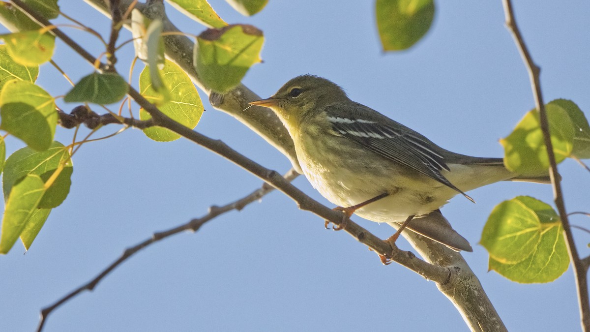 Blackpoll Warbler - ML642412598