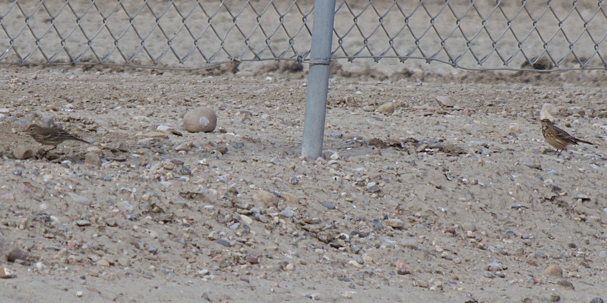 American Pipit - ML642412603