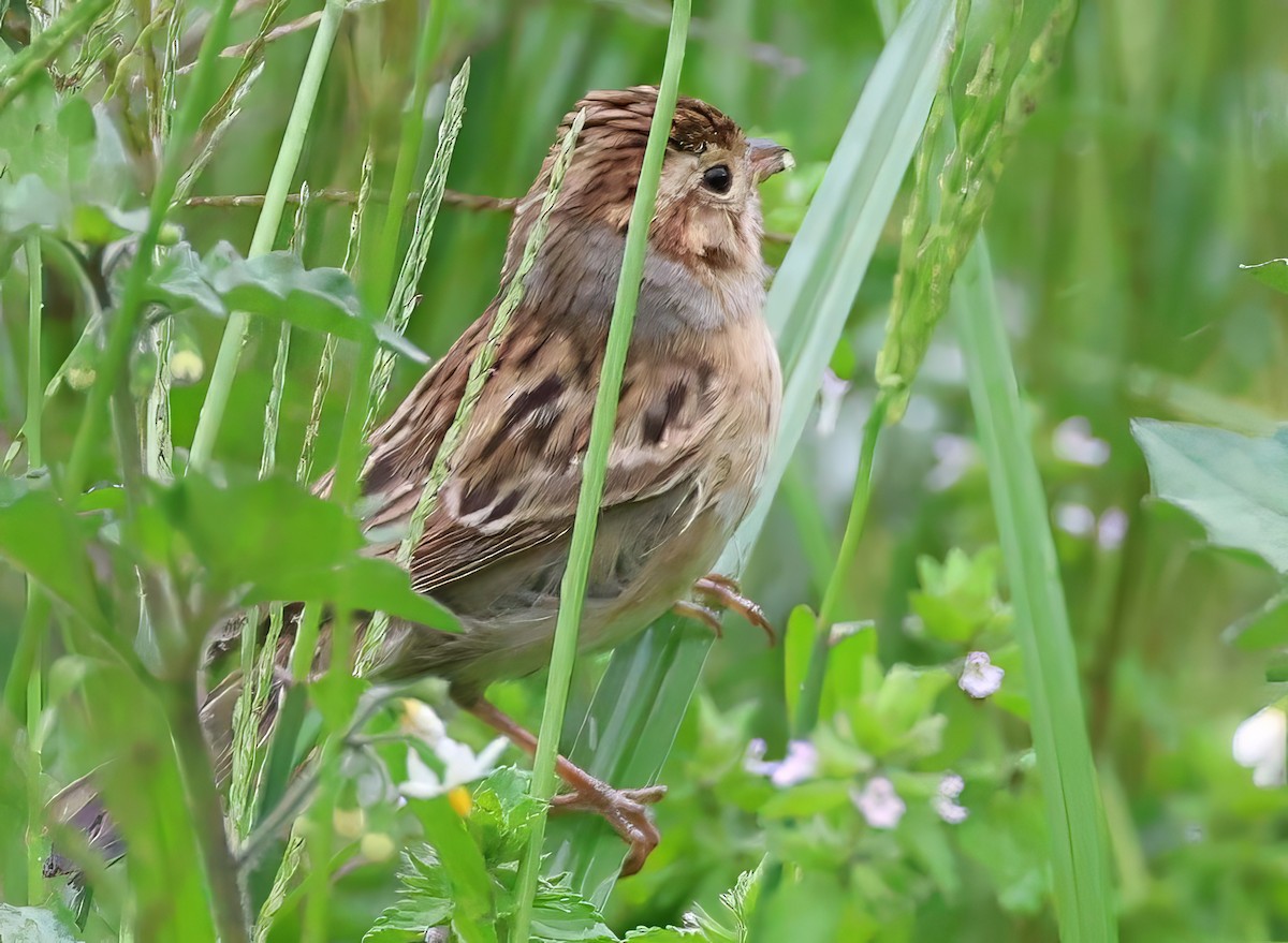 Карнатка бліда - ML642412611