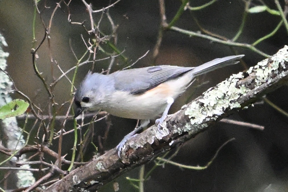 Mésange bicolore - ML642412664