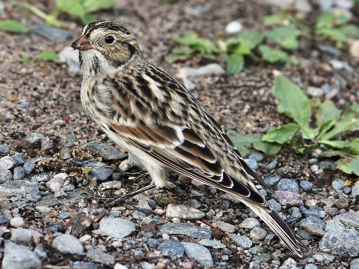 Lapland Longspur - ML642412665
