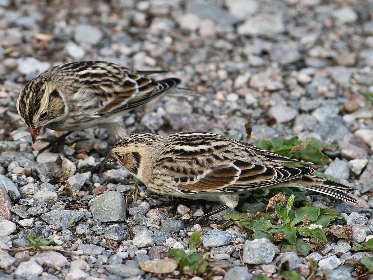 Lapland Longspur - ML642412666