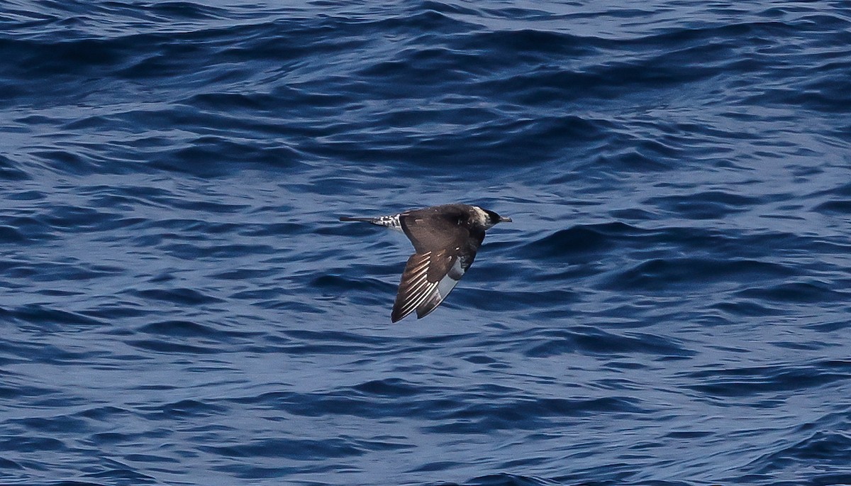 Pomarine Jaeger - ML642412671