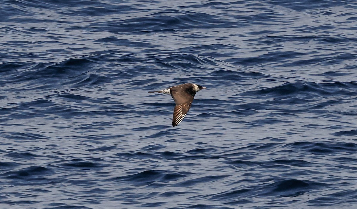 Pomarine Jaeger - ML642412672