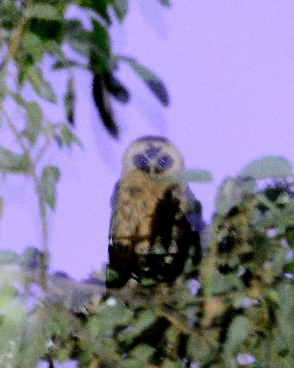 Mottled Owl - ML642412680