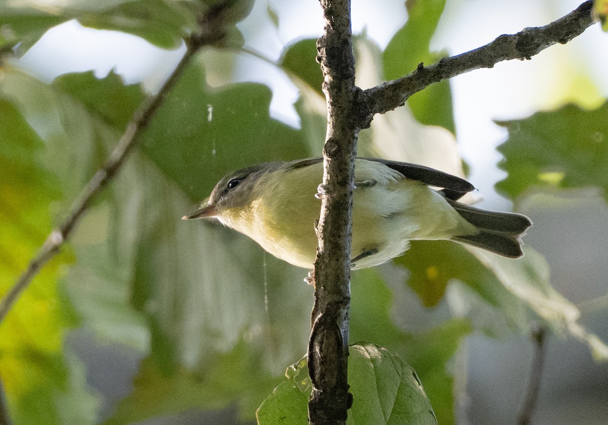 Philadelphia Vireo - ML642412705