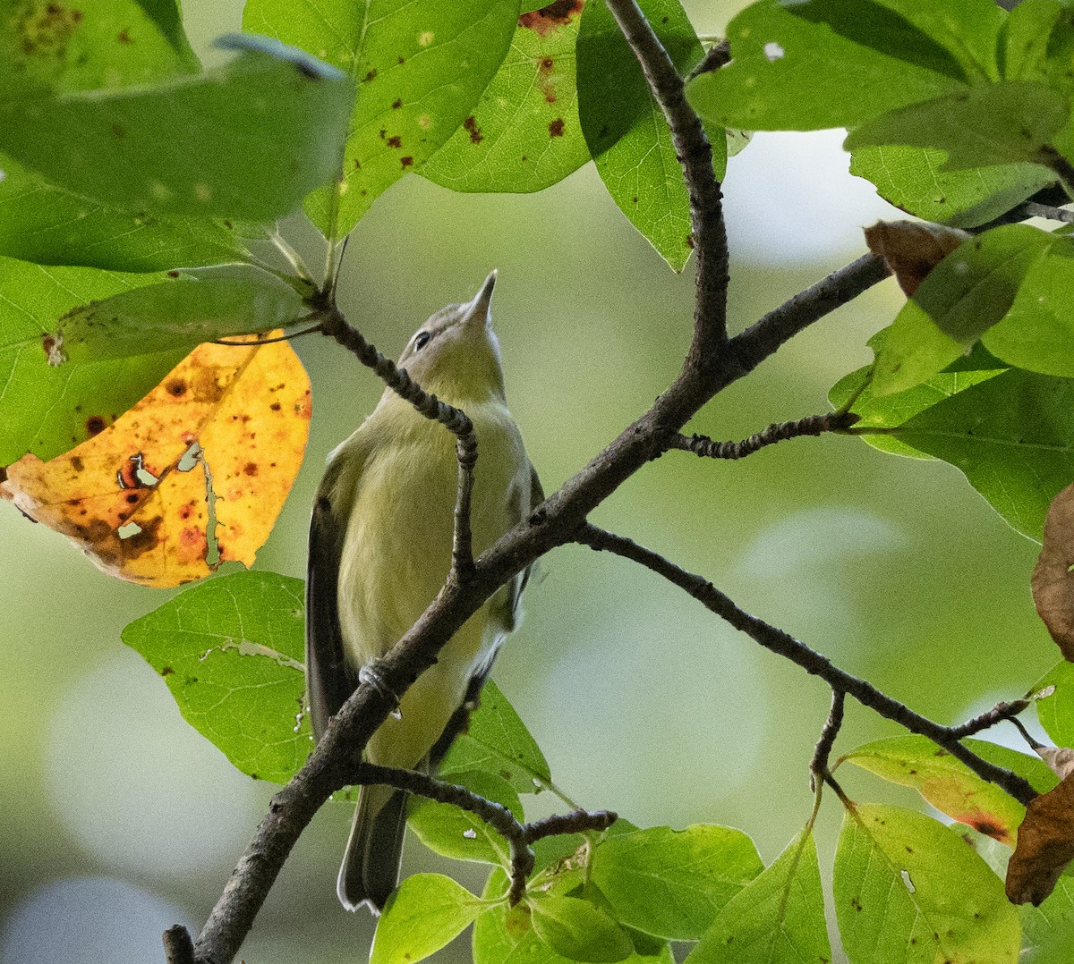 Philadelphia Vireo - ML642412706