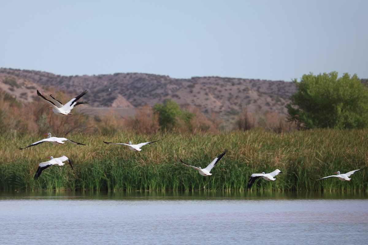 American White Pelican - ML642412726