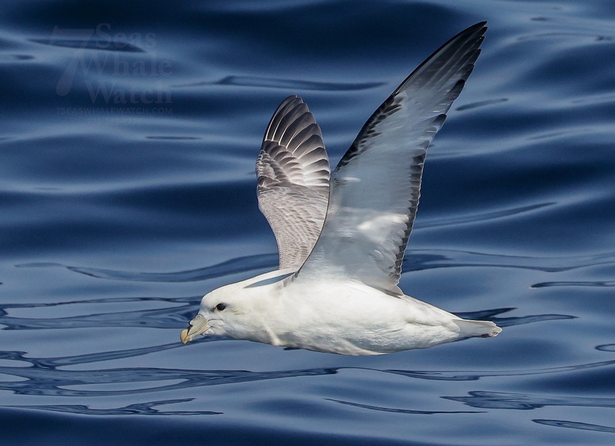 Northern Fulmar - ML642412727