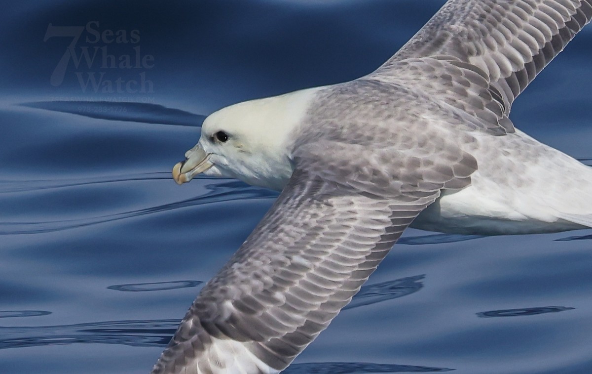 Northern Fulmar - ML642412728
