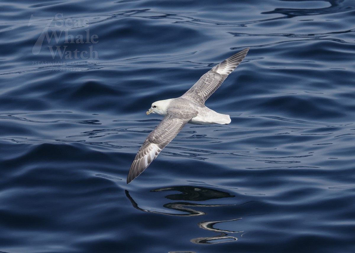 Northern Fulmar - ML642412729