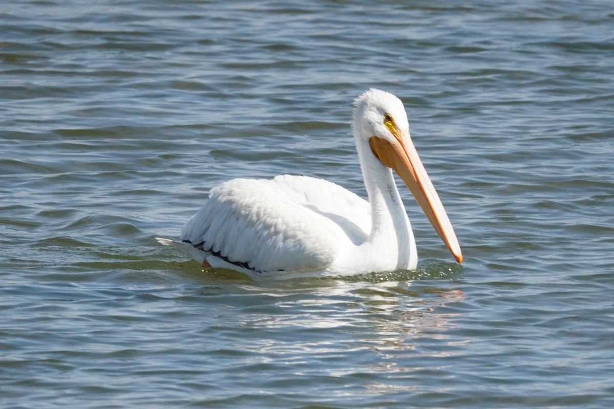 American White Pelican - ML642412751