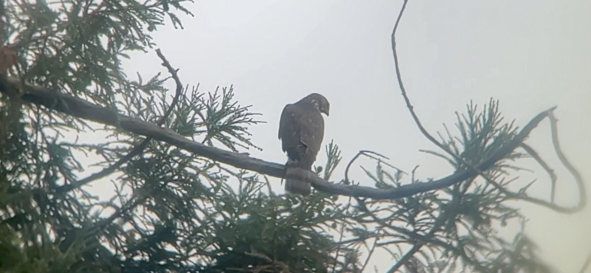 Cooper's Hawk - ML642412754