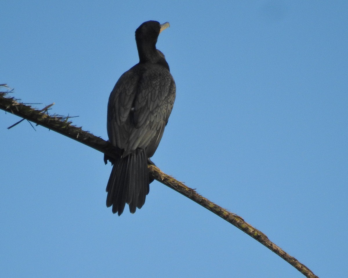 Neotropic Cormorant - ML642412774
