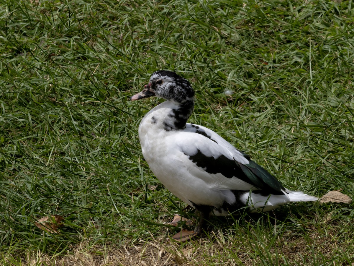 Anatra muta (domestica) - ML642412790