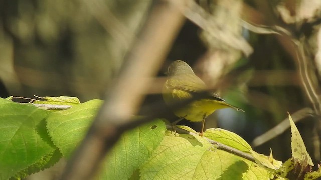 Nashville Warbler - ML642412813