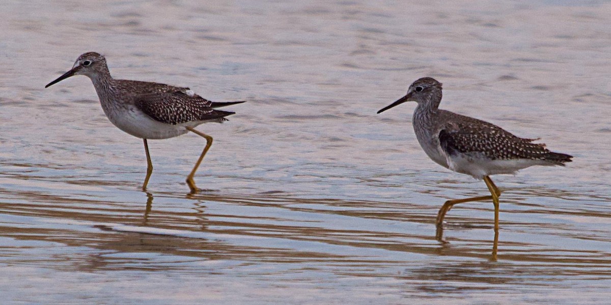 Lesser Yellowlegs - ML642412814