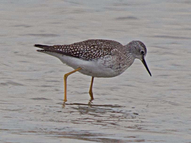 Lesser Yellowlegs - ML642412815