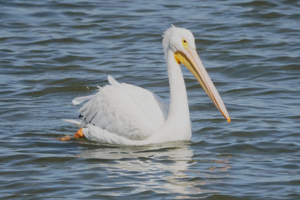 American White Pelican - ML642412818