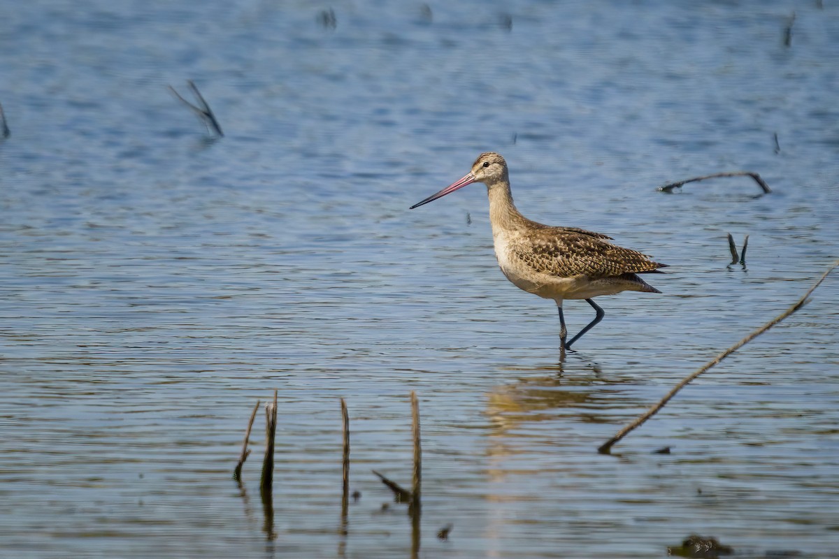 Marbled Godwit - ML642412820