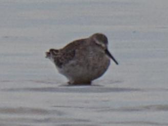 Stilt Sandpiper - ML642412822