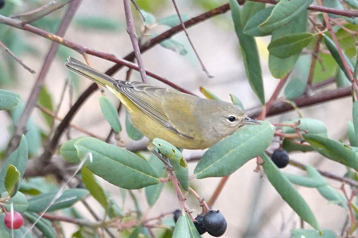 oransjekroneparula - ML642412827