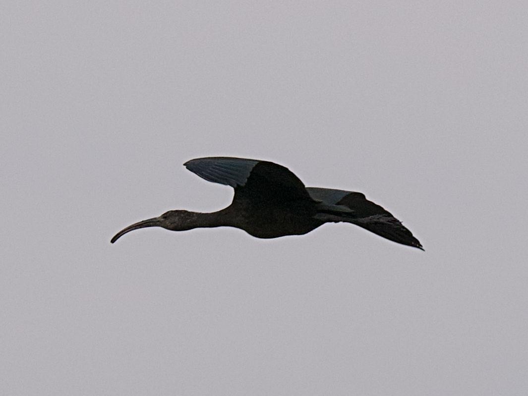 White-faced Ibis - ML642412828