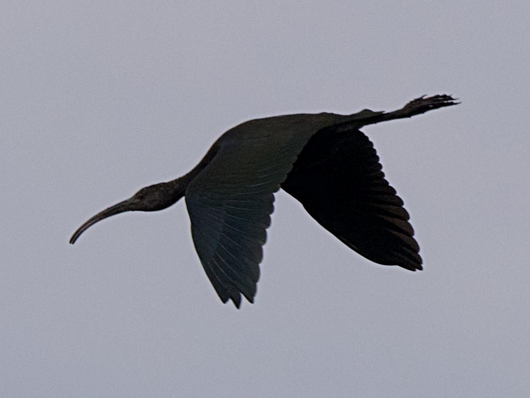 White-faced Ibis - ML642412829