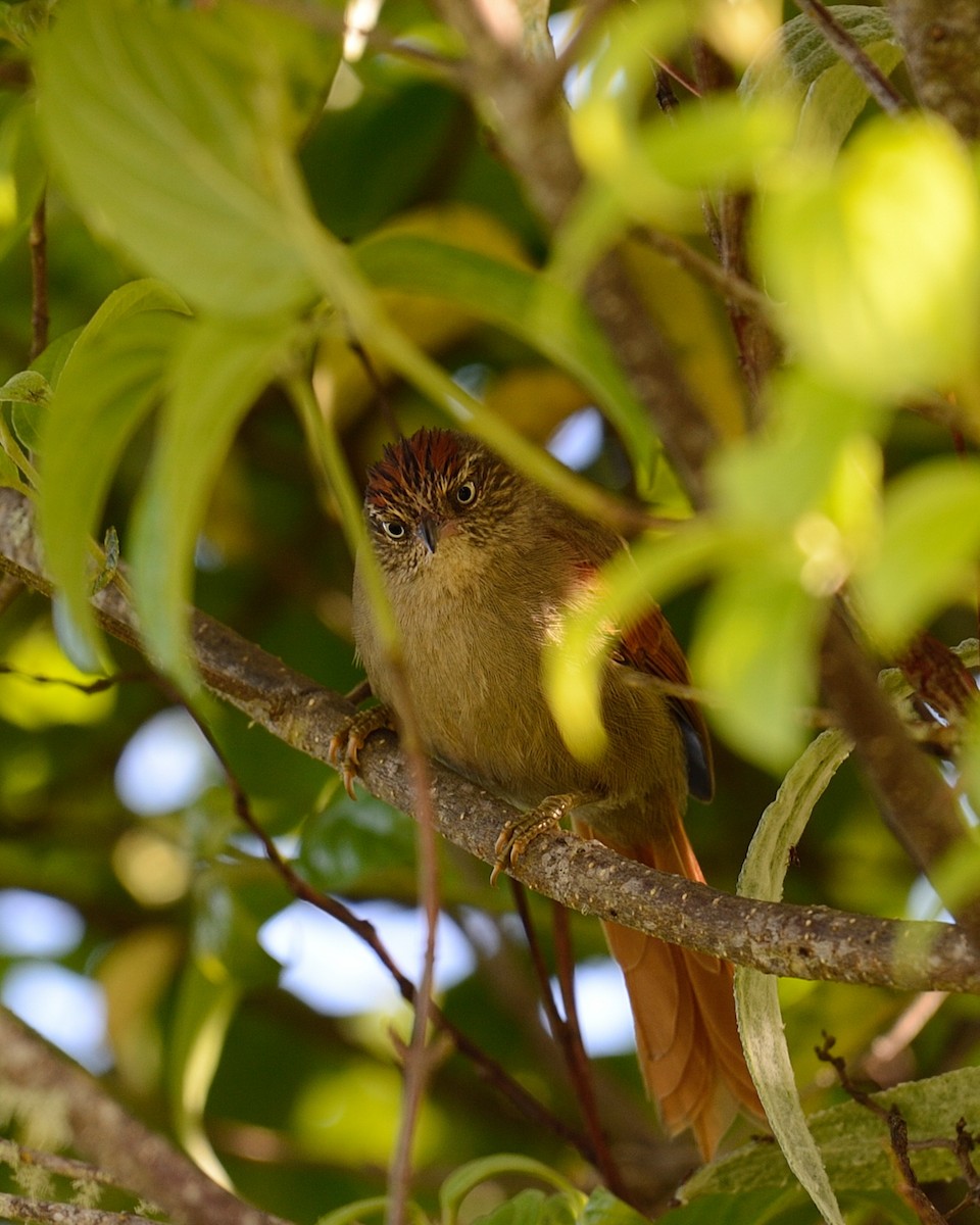Streak-capped Spinetail - ML642412837