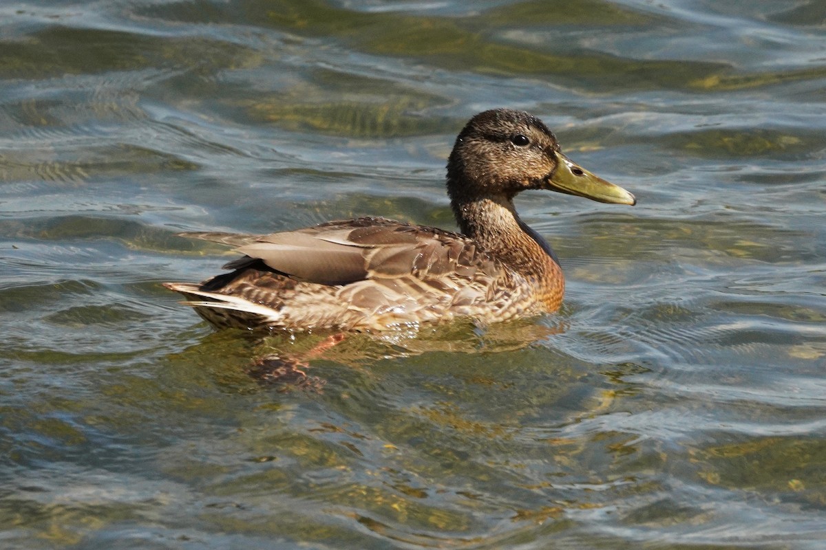 Mallard - ML642412838