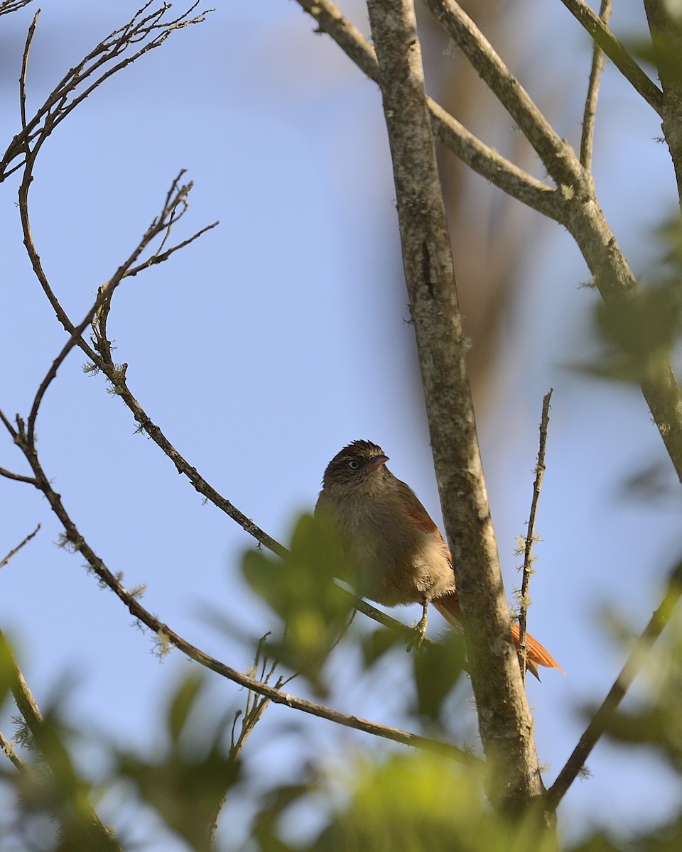 Streak-capped Spinetail - ML642412842