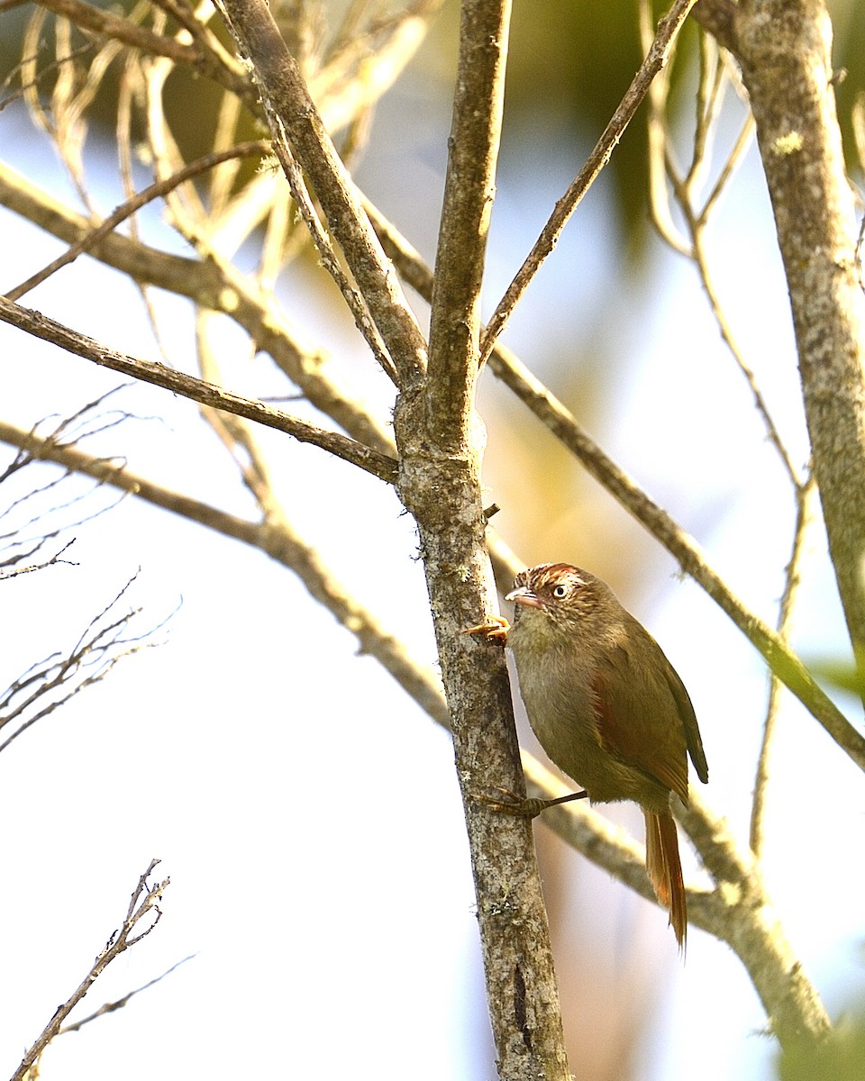 Streak-capped Spinetail - ML642412844