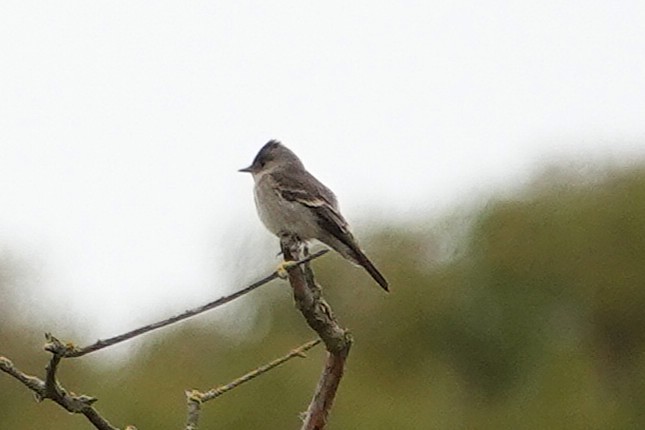 Willow Flycatcher - ML642412845