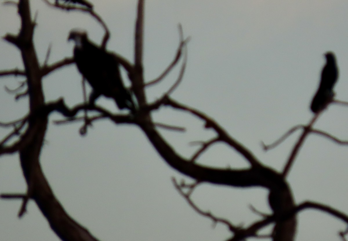Osprey - ML642412846