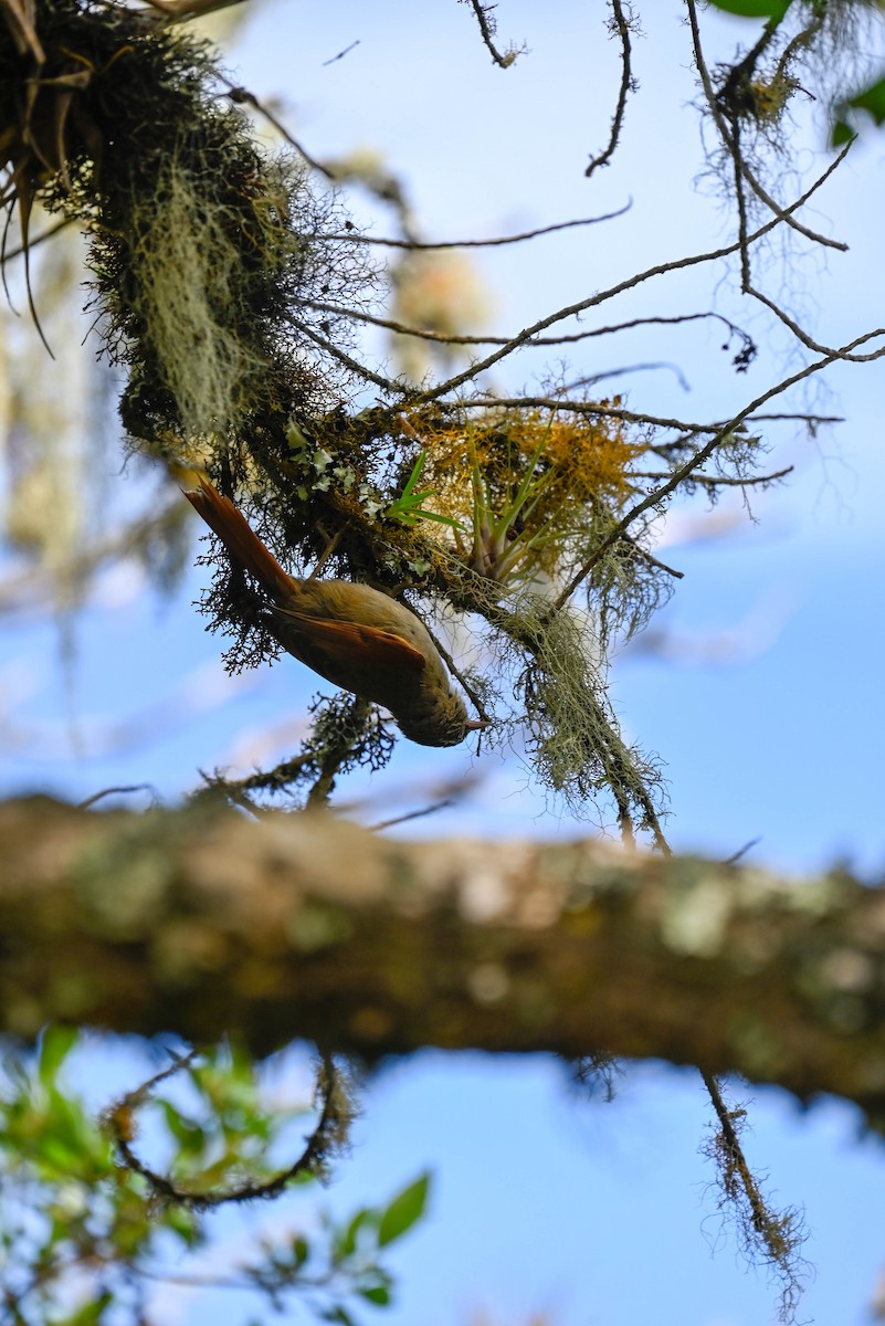 Streak-capped Spinetail - ML642412849