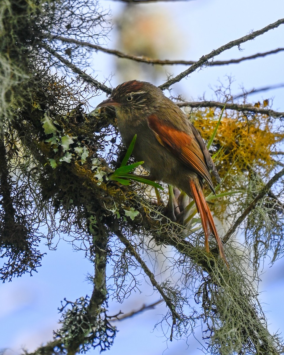 Streak-capped Spinetail - ML642412851